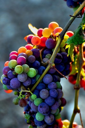 Variedades de uva.